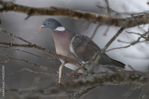 The common wood pigeon (Columba palumbus) photo