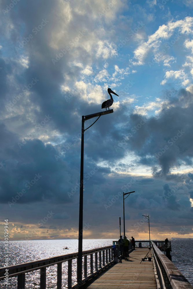 Pelican sitting on a light pole with dramatic sky Pelican sitting on a light pole with dramatic sky