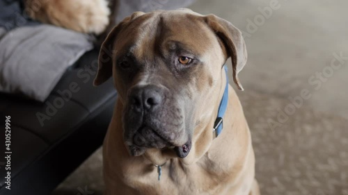 Close up of a big droopy mastiff dog being a good boy