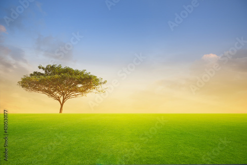 Green tree in green field on sunset or sunlight.