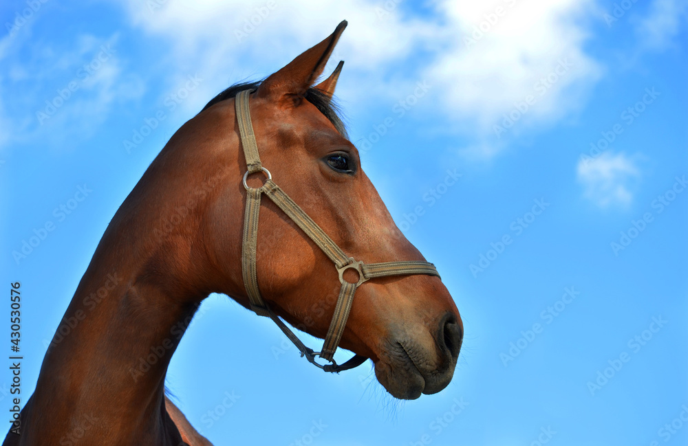 portrait of a horse