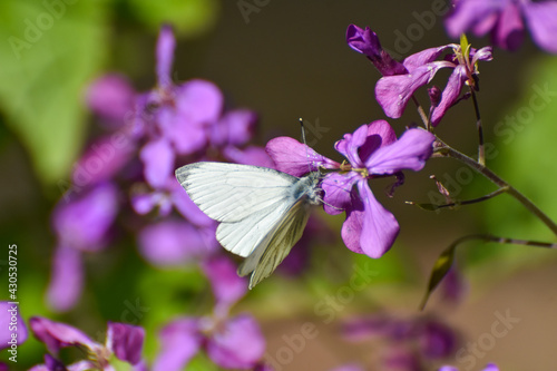 The green-veined white (Pieris napi) butterfly on wildflower. Natural background, big white butterfly on pink flower © Ivan