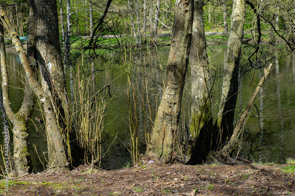 Bruderbäume