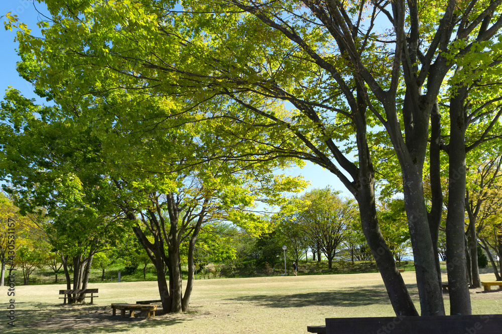 Spring park and green and trees.  春の公園と緑と木々