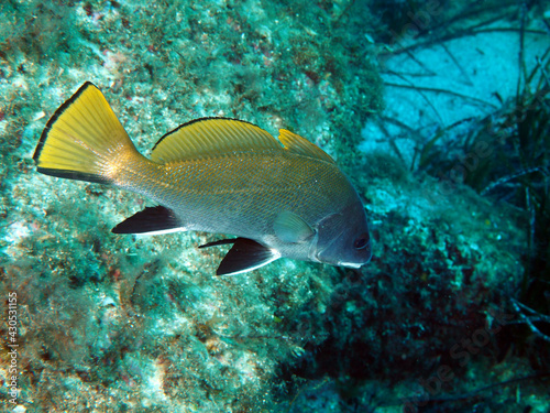 Scuba Diving Malta Gozo Comino