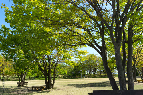 Spring park and green and trees.  春の公園と緑と木々 © Kana Design Image