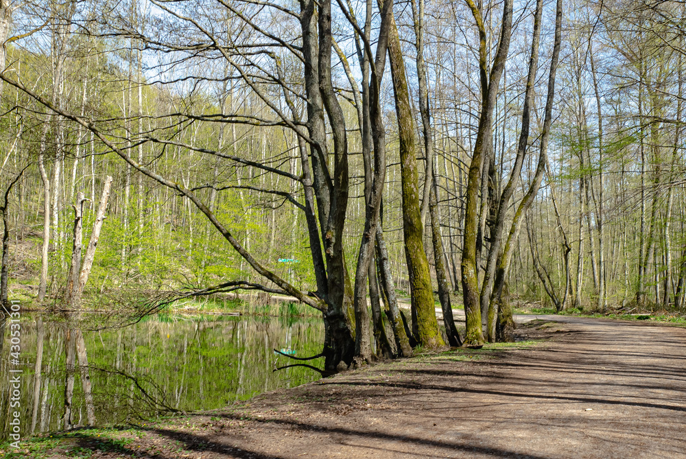 Bruderbäume