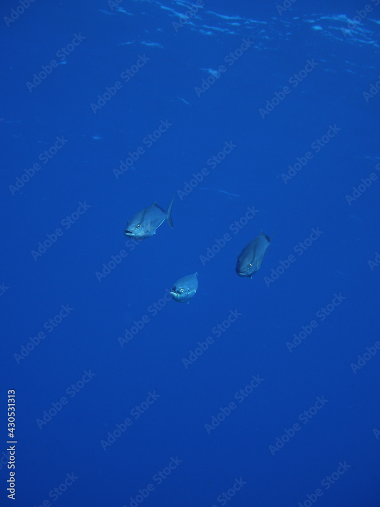 Scuba Diving Malta Gozo Comino Scuba Diving Malta Gozo Comino