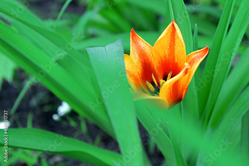 flowers in the park and warm colors