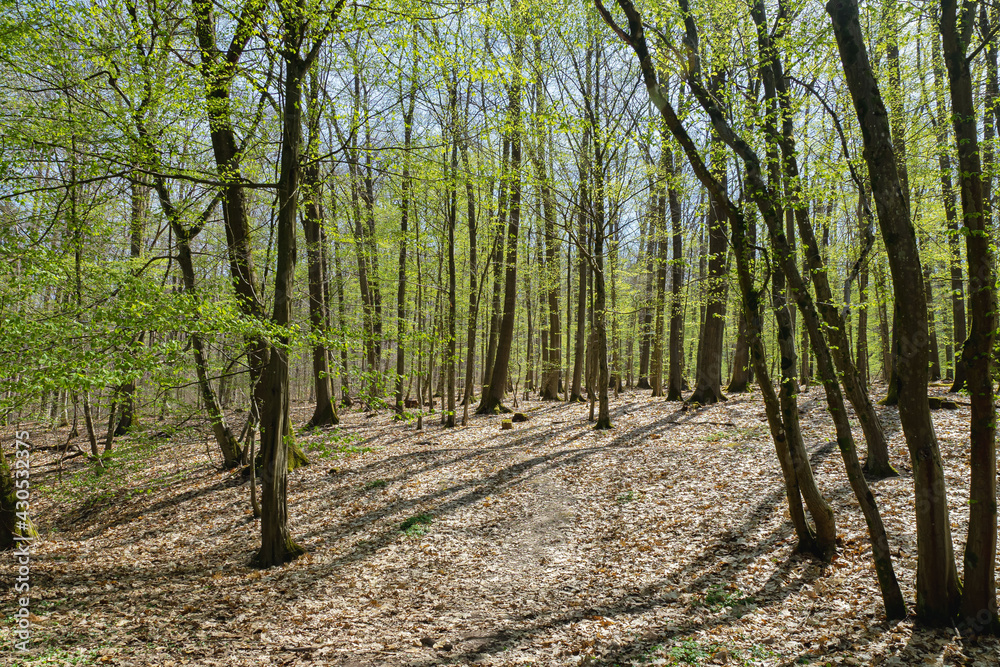 Wald-Laubwald
