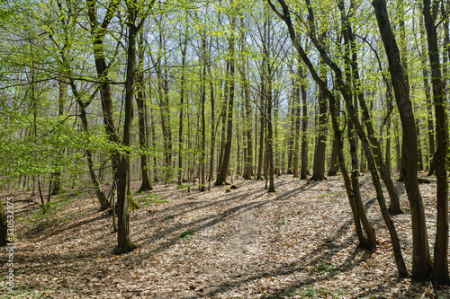 Obraz na płótnie Wald-Laubwald w salonie