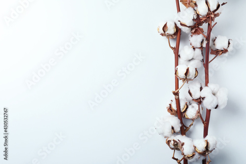 Cotton plant branches on white background, space for text