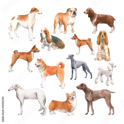 Canvas Print Beautiful set with cute watercolor hand drawn dog breeds Cocker spaniel Greyhound Hound Basenji and Russian Greyhound Whippet