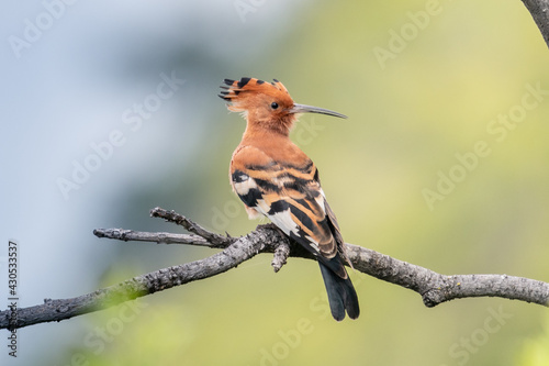 Eurasian Hoopoe or Common hoopoe (Upupa epops)