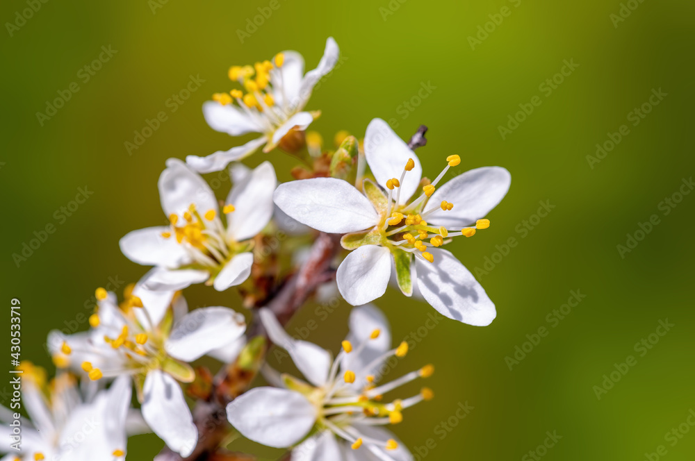 branch with beautiful fresh flowers