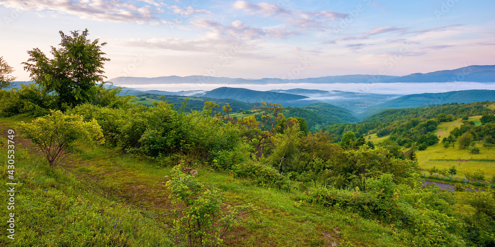 mountainous rural landscape at sunrise in summer. fog in the distant valley. green plants and trees on the hill. beautiful nature scenery with clouds on the sky