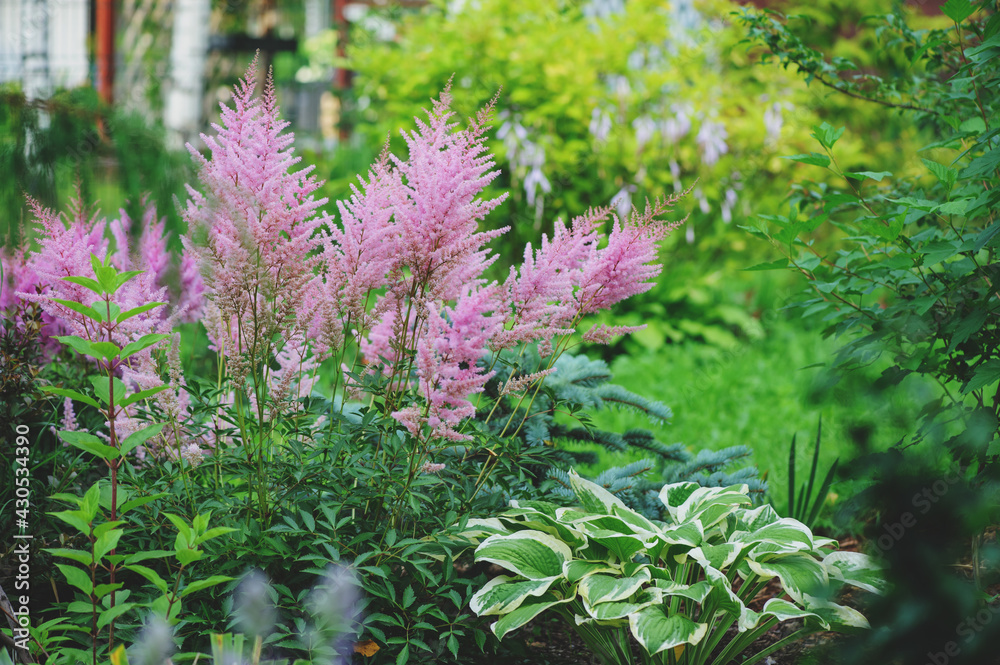 mixed garden shady border with hostas and astilbe planted together - obrazy, fototapety, plakaty 