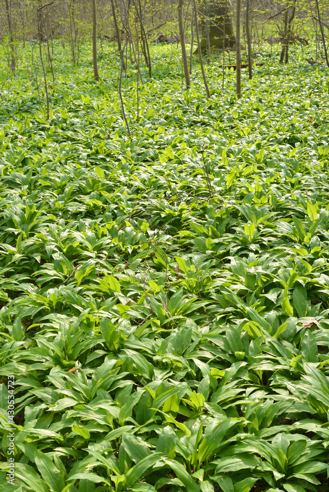 Forest ground full of wild garlic plants Forest ground full of wild garlic plants