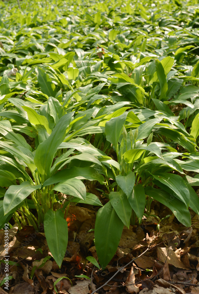 Wild garlic plants on forest ground in spring season Wild garlic plants on forest ground in spring season