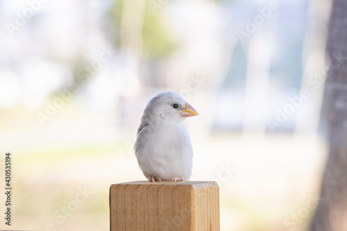 生後約一か月の白文鳥のヒナ