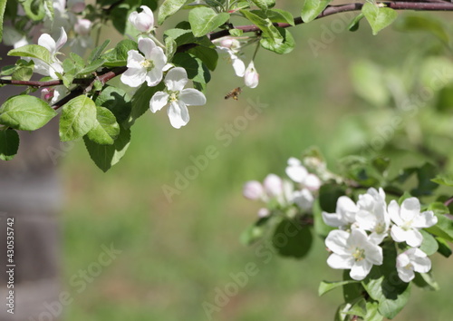 blooming tree and flying bee © ElenaAim