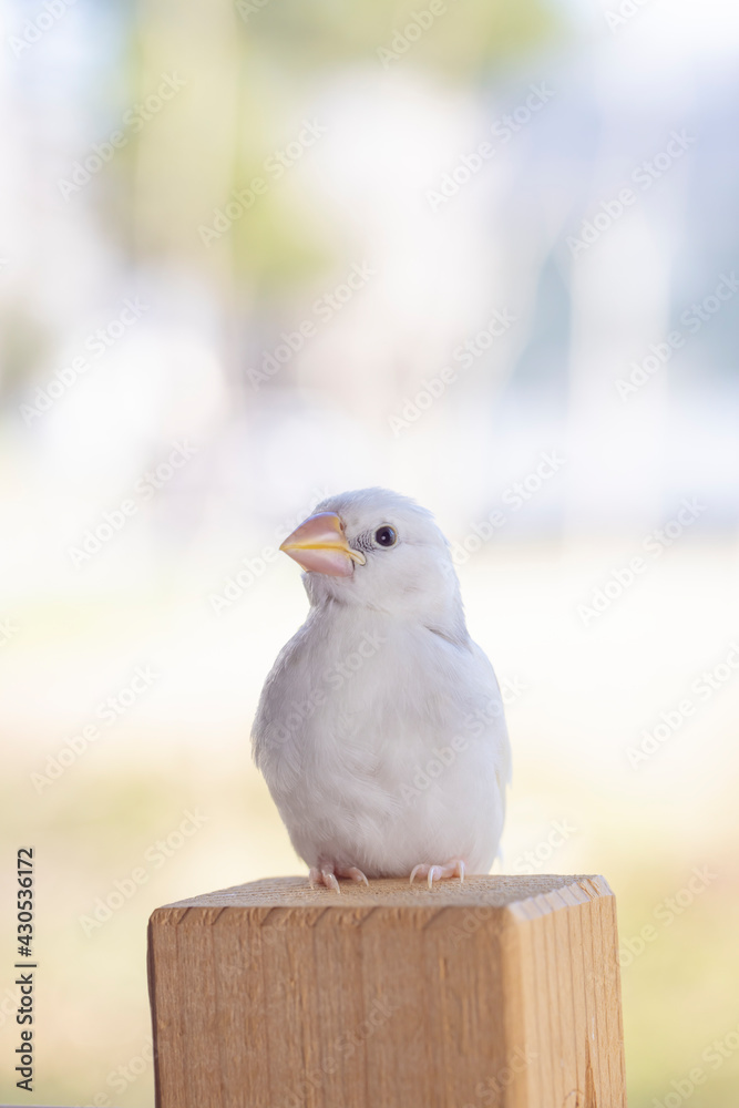 Obraz premium 生後約一か月の白文鳥のヒナ