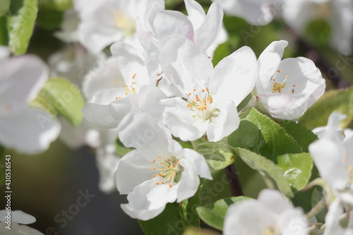 white flowers of apple