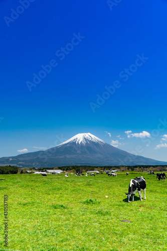 静岡県富士宮市の朝霧高原牧場の牛の群れと雄大な富士山