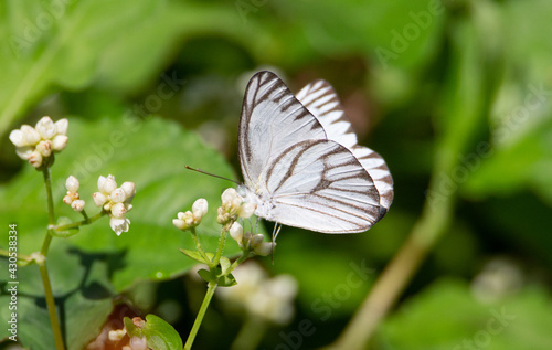 black and white striped albatross butterfly resting on a white flower with a natural green background in Malaysia
