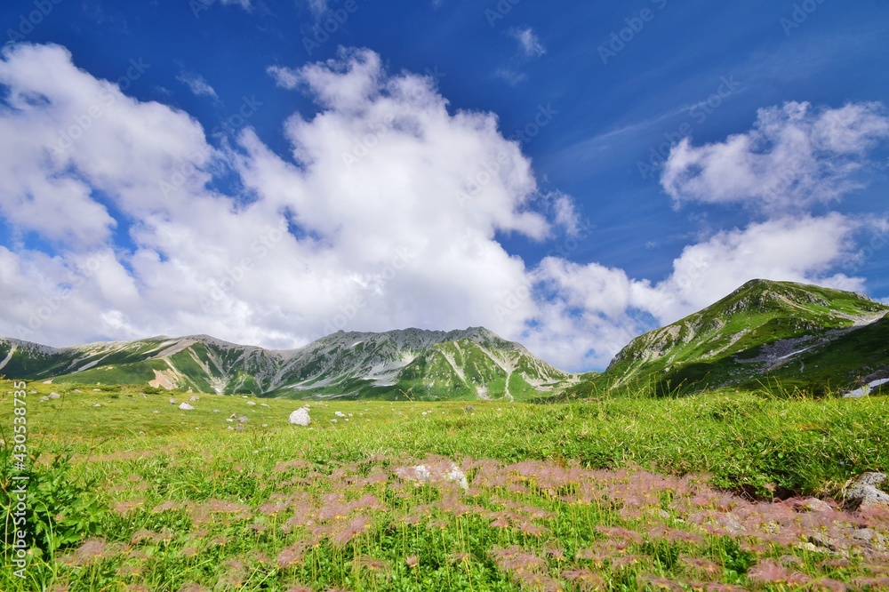 Fototapeta premium 立山アルパイン 夏景色