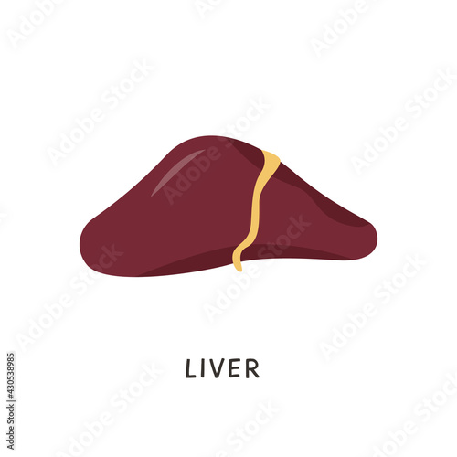 Vector Human liver for medical drugs, pharmacy and education design in flat cartoon style. Hepatic system organ. Raw Calf, beef or chicken liver. Iron rich food sources.