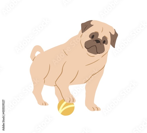 Cute Pug with wrinkled face playing with ball. Adorable wrinkly dog of fawn color. Purebred light brown doggy. Flat vector illustration of playful puppy isolated on white
