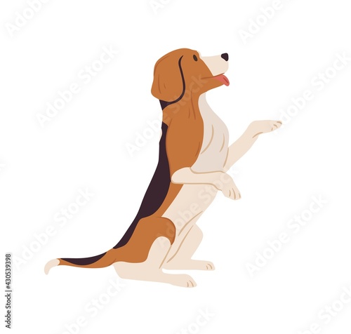 Dog of Beagle breed standing on hind legs and asking for smth. Doggy on back paws with tongue hanging out. Profile of cute small puppy. Colored flat vector illustration isolated on white background