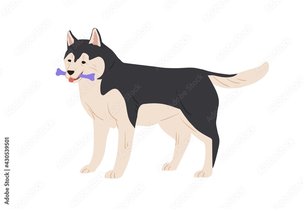 Australian Malamute dog standing and holding toy bone in mouth. Purebred doggy playing. Colored flat vector illustration isolated on white background