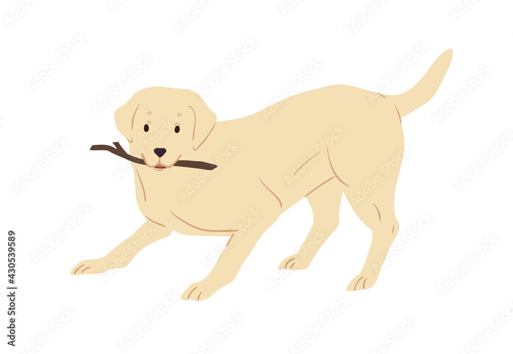 Labrador Retriever dog playing and holding caught stick in mouth. Friendly playful doggy with raised tail. Colored flat vector illustration of happy animal isolated on white background Labrador Retriever dog playing and holding caught stick in mouth. Friendly playful doggy with raised tail. Colored flat vector illustration of happy animal isolated on white background