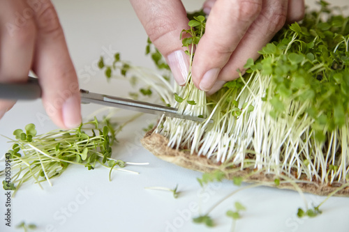 Microgreen arugula sprouts. Woman cuts off micro greens with scissors