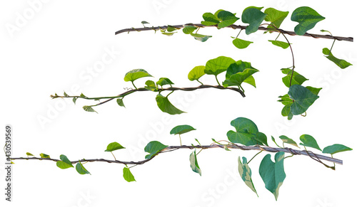 Vine plant, Ivy leaves collection isolated on white background, clipping path