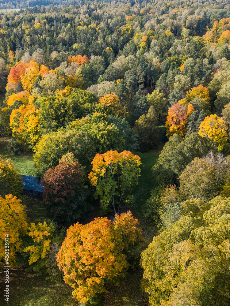 Aerial view of colored trees in sunny autumn day, Latvia.
