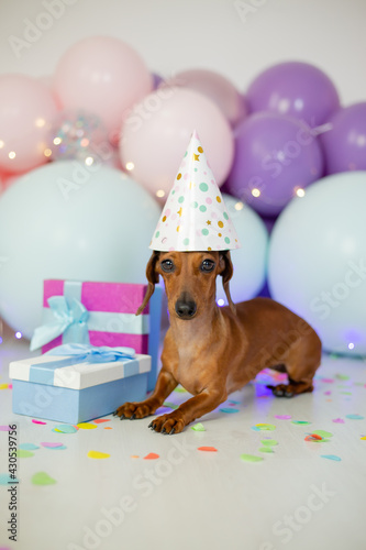 dachshund dog celebrates its birthday. a dachshund sits on a background of balloons in a birthday cap with gift boxes © КРИСТИНА Игумнова