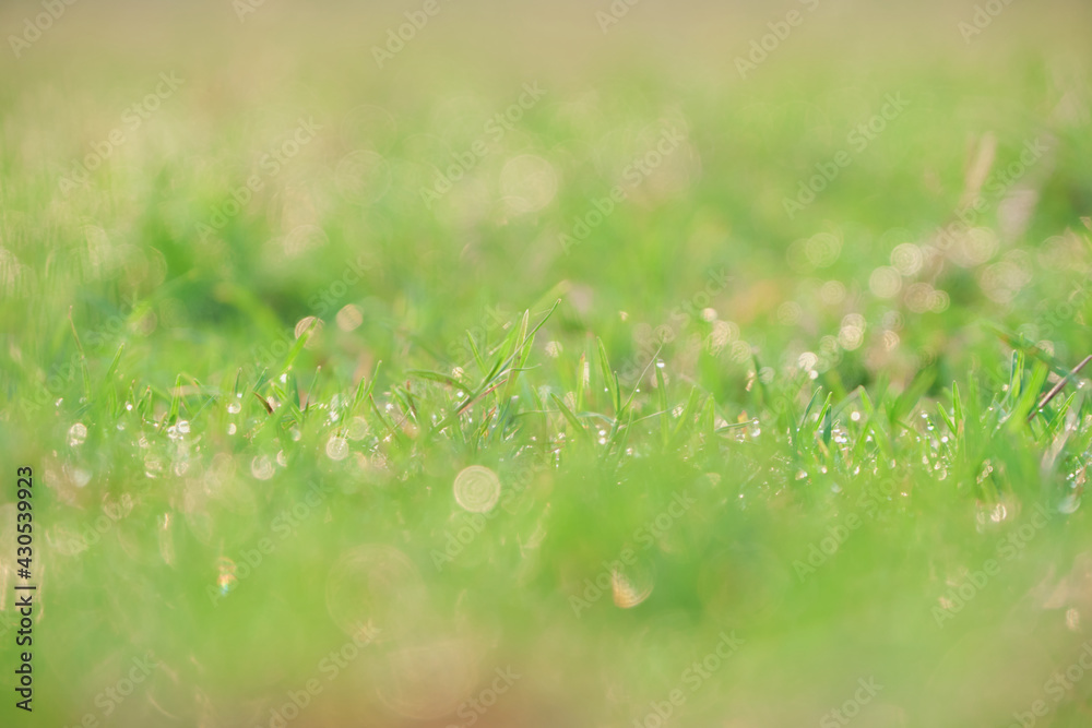 nature backgrounds, Spring morning dew on the grass nature backgrounds, Spring morning dew on the grass
