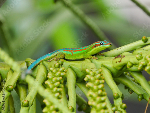 Turquoise green and blue gecko with red patterns in branched panicles of palm tree