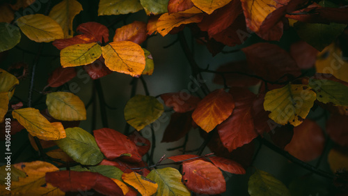 autumn leaves background