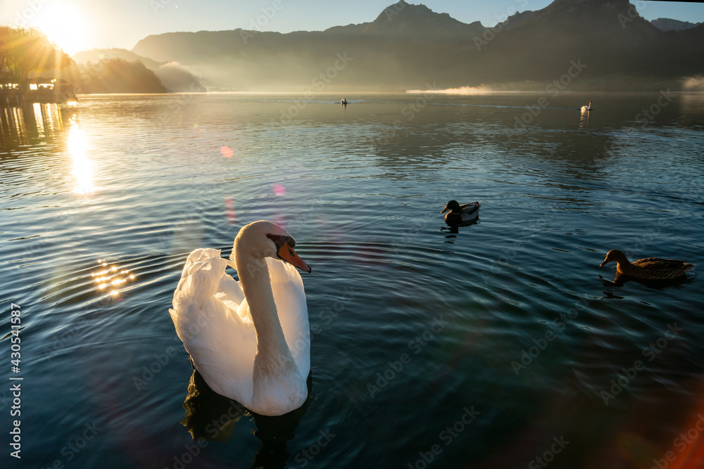 The white swan is in the water with the birds, in the morning the golden sunlight creates a warm atmosphere, the background is mountain and the sky is cloudy in the autumn at wolfgangsee lake, Austria