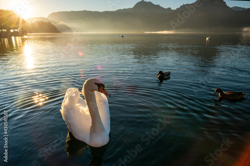 Obraz na płótnie The white swan is in the water with the birds, in the morning the golden sunlight creates a warm atmosphere, the background is mountain and the sky is cloudy in the autumn at wolfgangsee lake, Austria w salonie