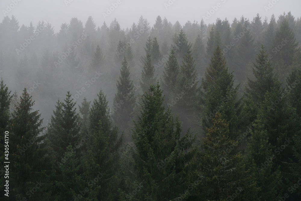 Moody forrest in fog