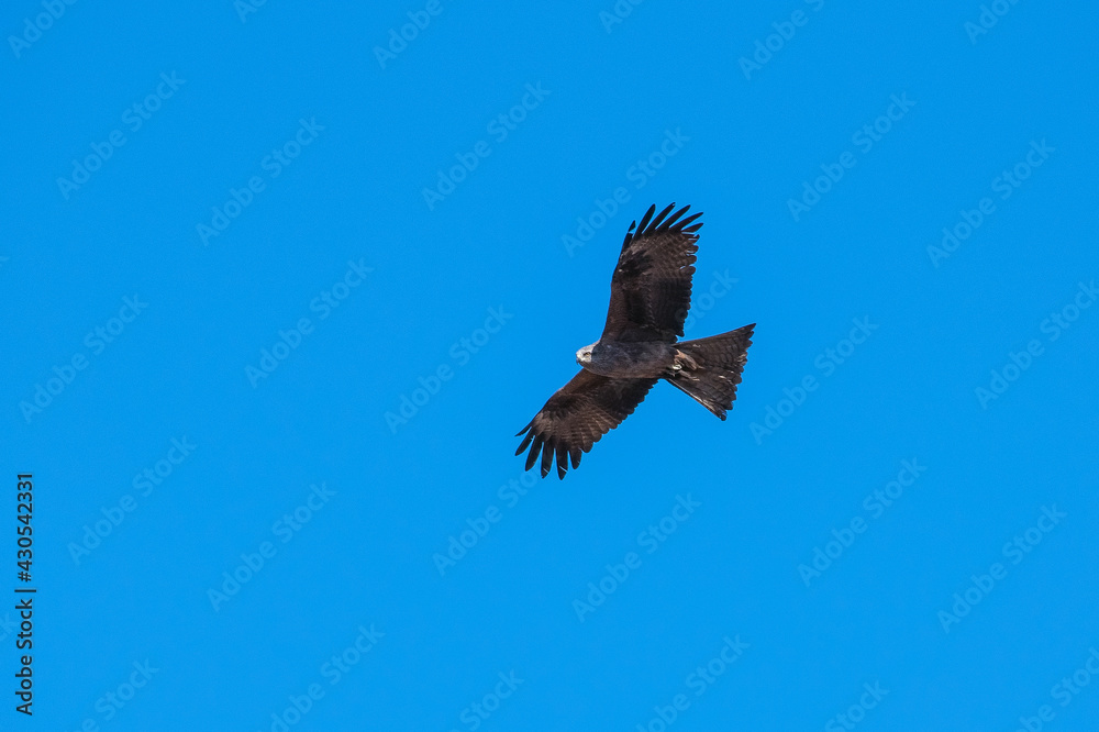 a bird of prey soars in the blue sky a bird of prey soars in the blue sky