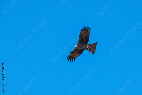 a bird of prey soars in the blue sky