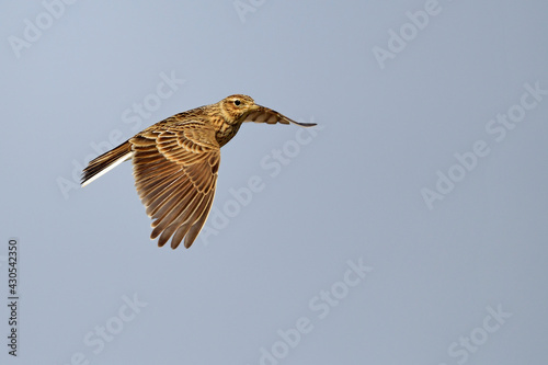 Eurasian skylark // Feldlerche (Alauda arvensis) photo