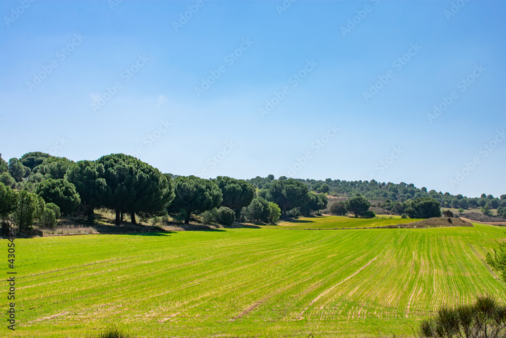 beautiful green and luminous field with blue sky