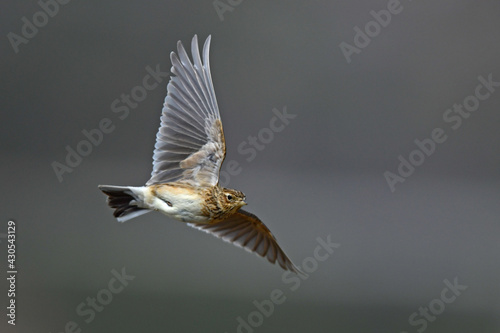  Feldlerche // Eurasian skylark (Alauda arvensis) photo